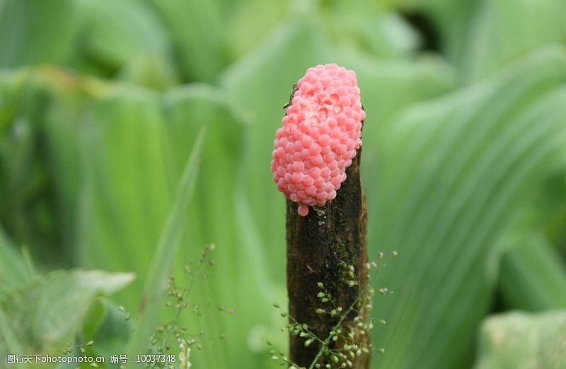 田螺卵图片素材