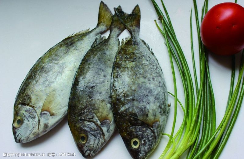 泥猛鱼图片素材