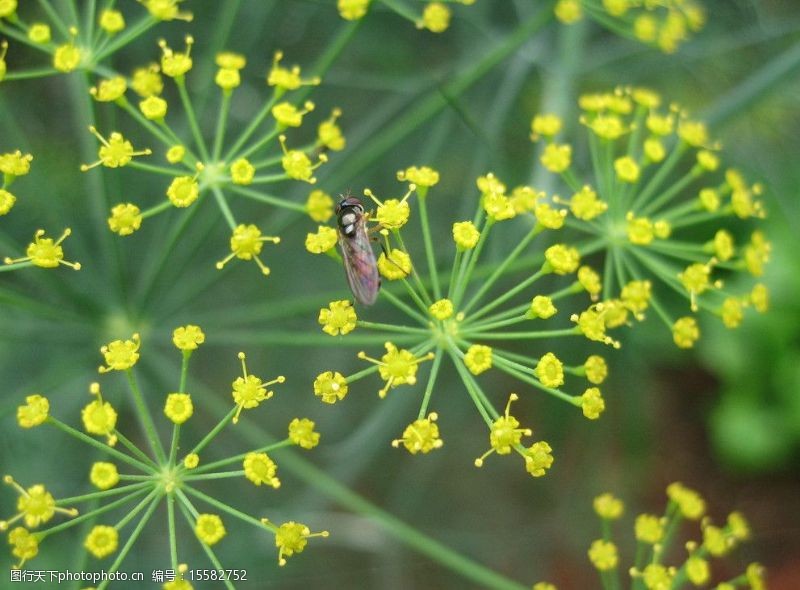 茴香虫黃色的花图片