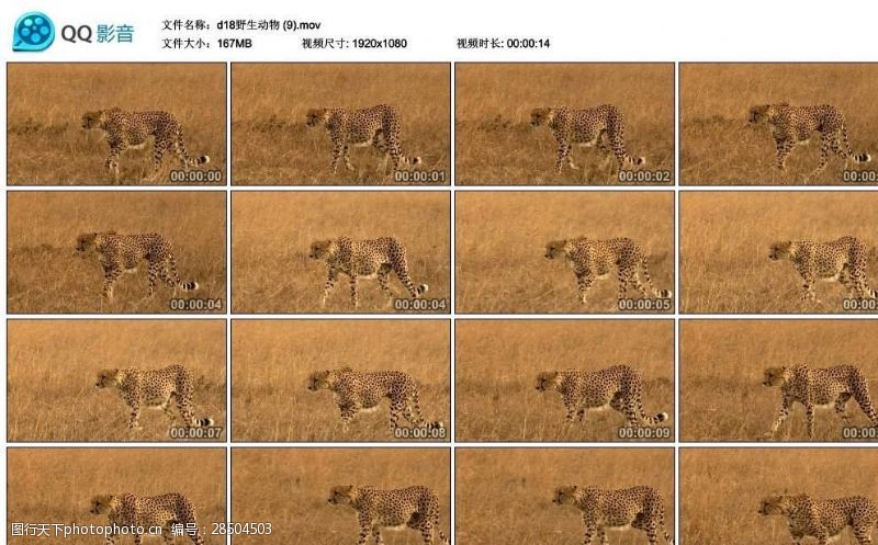 720p草原猎豹高清实拍视频素材