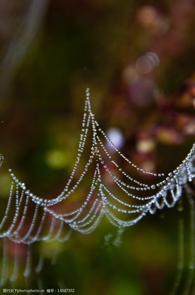 240dpi美丽的蜘蛛网图片