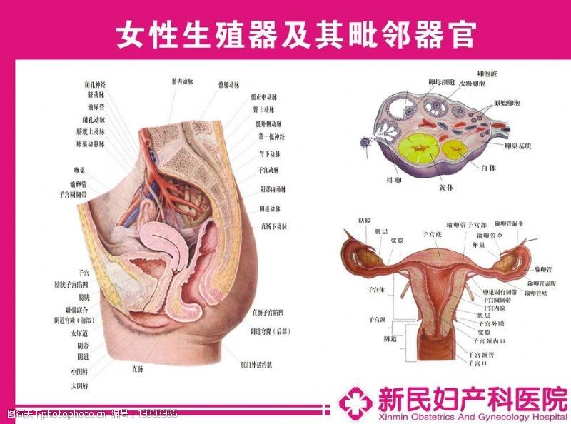 女性阴道解剖图图片免费下载 女性阴道解剖图素材 女性阴道解剖图模板 图行天下素材网