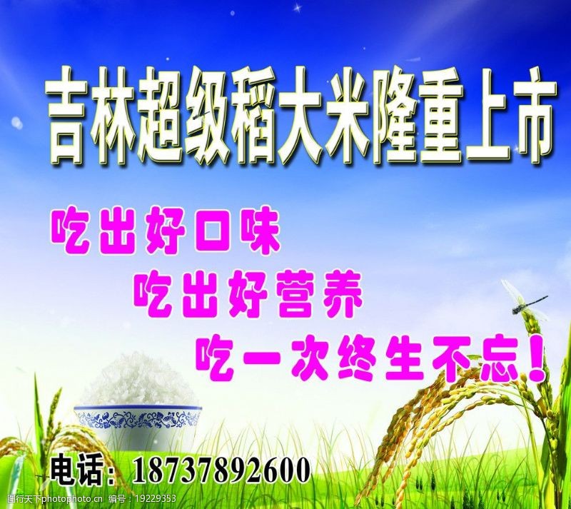 稻米稻谷海报图片
