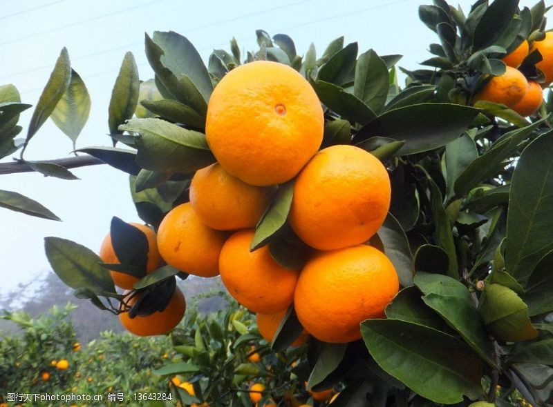 果园风光橘子图片