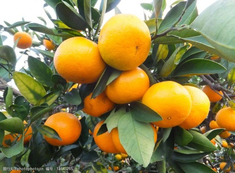 果园风光橘子图片