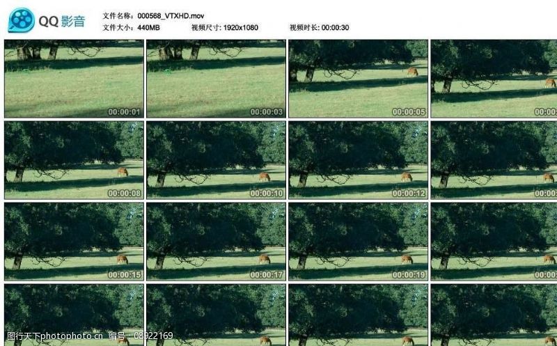 剪辑牧场庄园马匹高清实拍视频素材