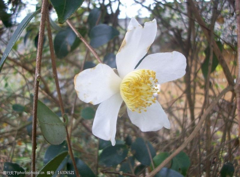 茶梓树花图片免费下载 茶梓树花素材 茶梓树花模板 图行天下素材网 茶梓树花图片免费下载 茶梓树花素材 茶梓树花模板 图行天下素材网