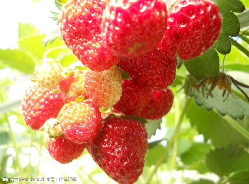 果园风光成熟的草莓图片