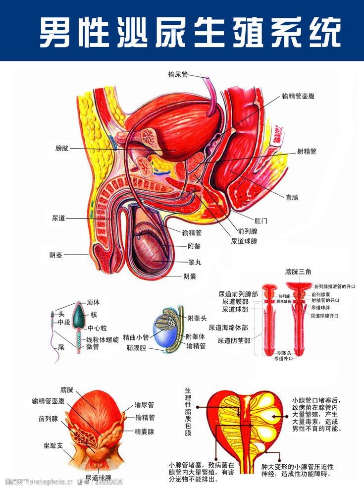 内生殖系统男性生殖系统解剖图图片