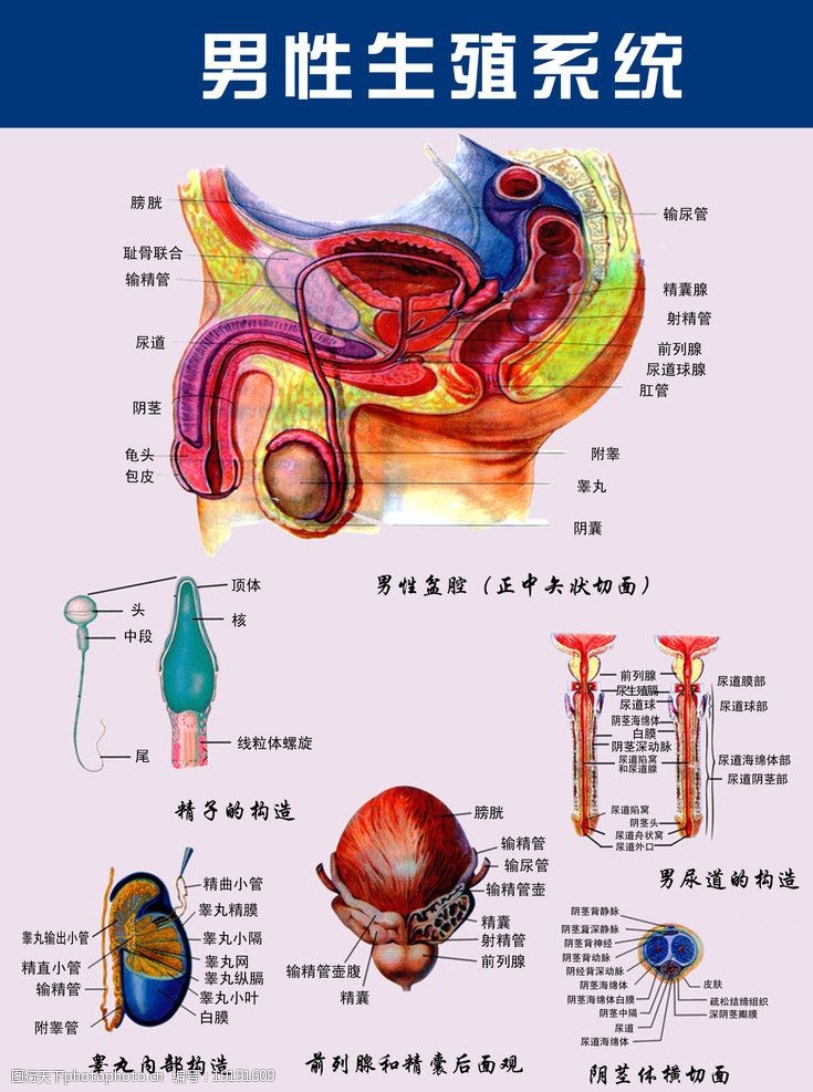 内生殖系统男性生殖系统图片