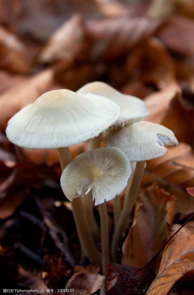 菌类蘑菇图片