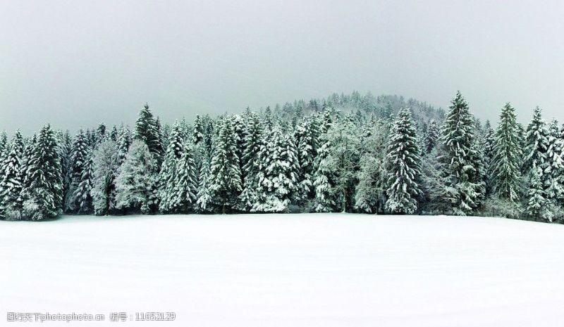 旷野林海雪原图片