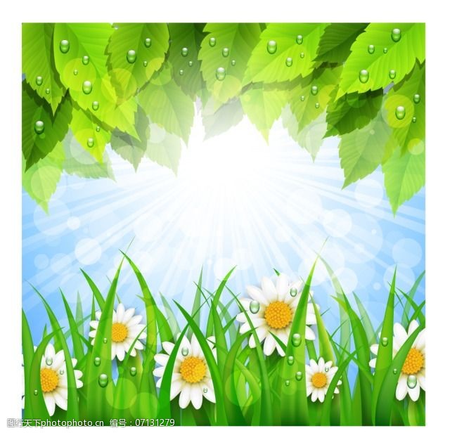 树叶图片免费下载矢量素材绿叶洋甘菊图片