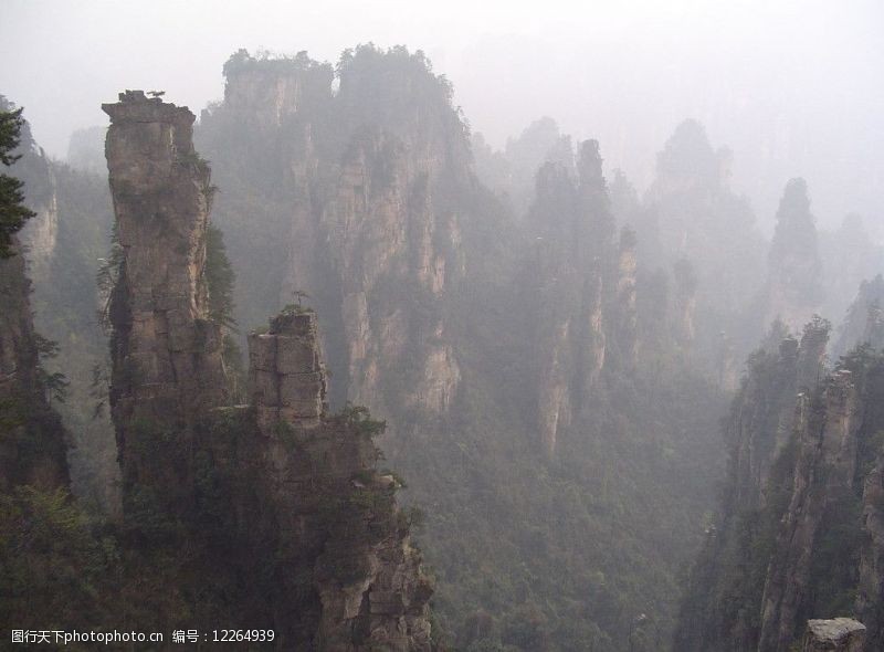 迎客松画雾山图片