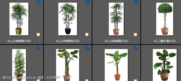 木棉树盆栽素材图片