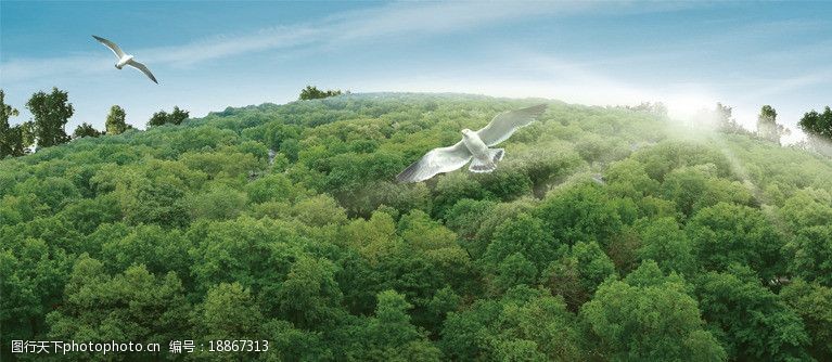 绿光科技森林上空飞翔的鸟图片