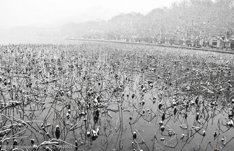 残荷西湖雪景图片