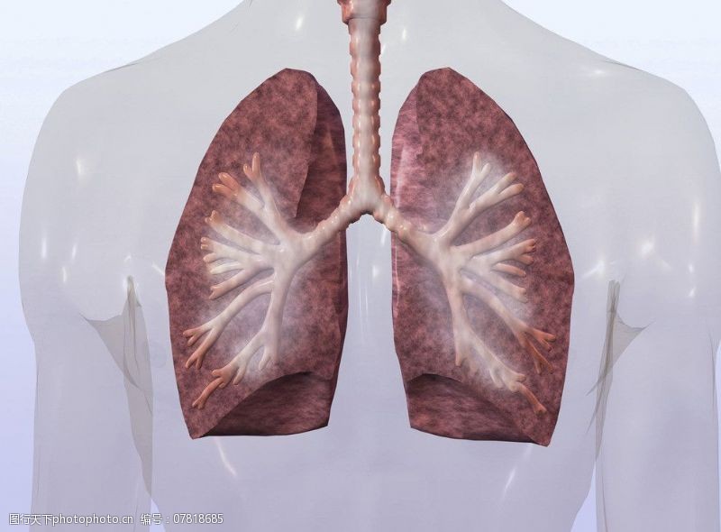 内脏肺部肺呼吸图片