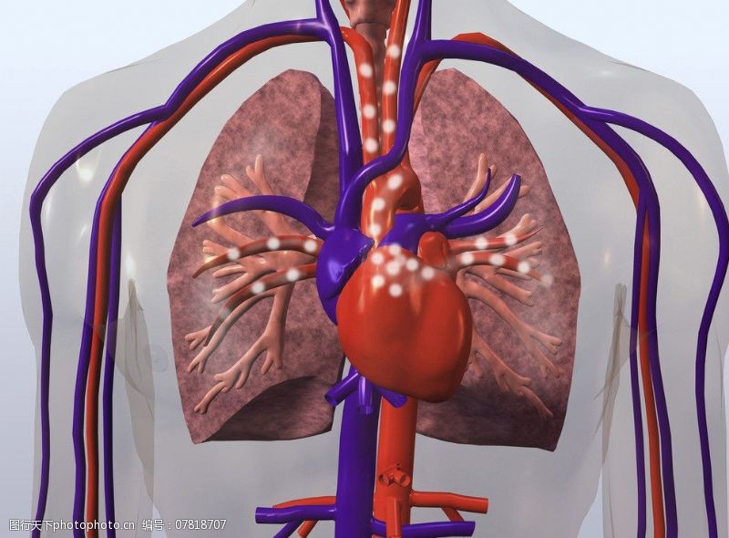 内脏肺部肺呼吸图片
