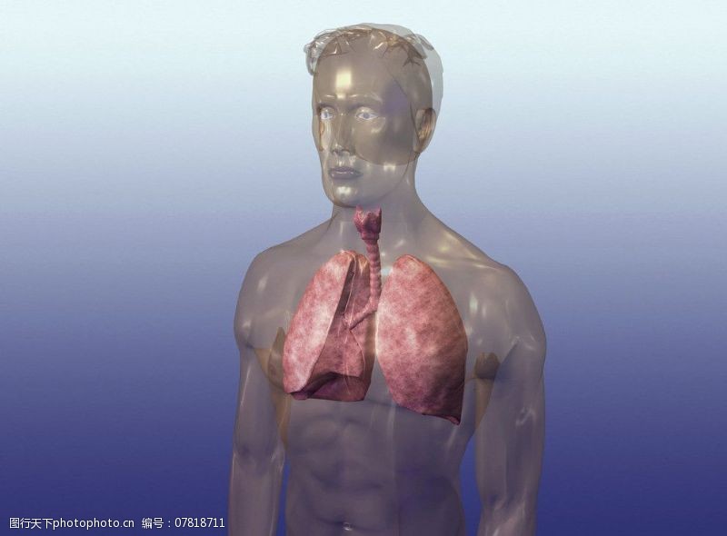 内脏肺肺气管图片