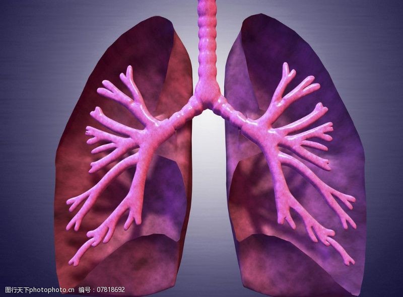 内脏肺气管气管图片