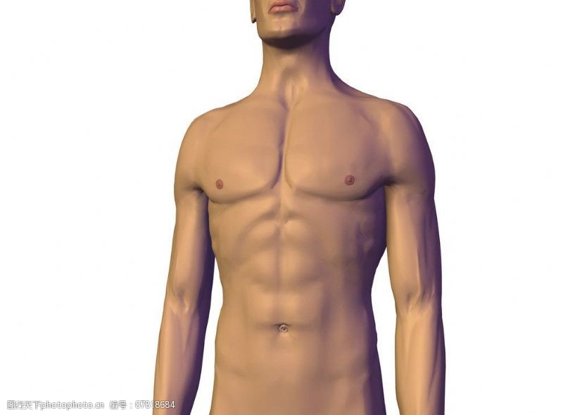 身体器官男性身体图片