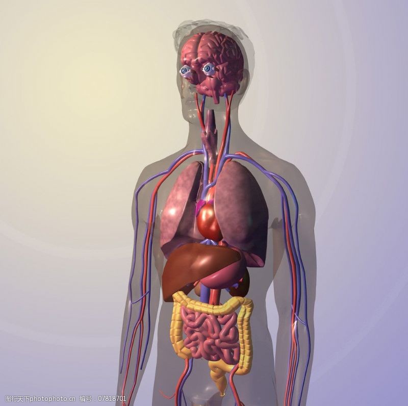身体器官人体结构图片