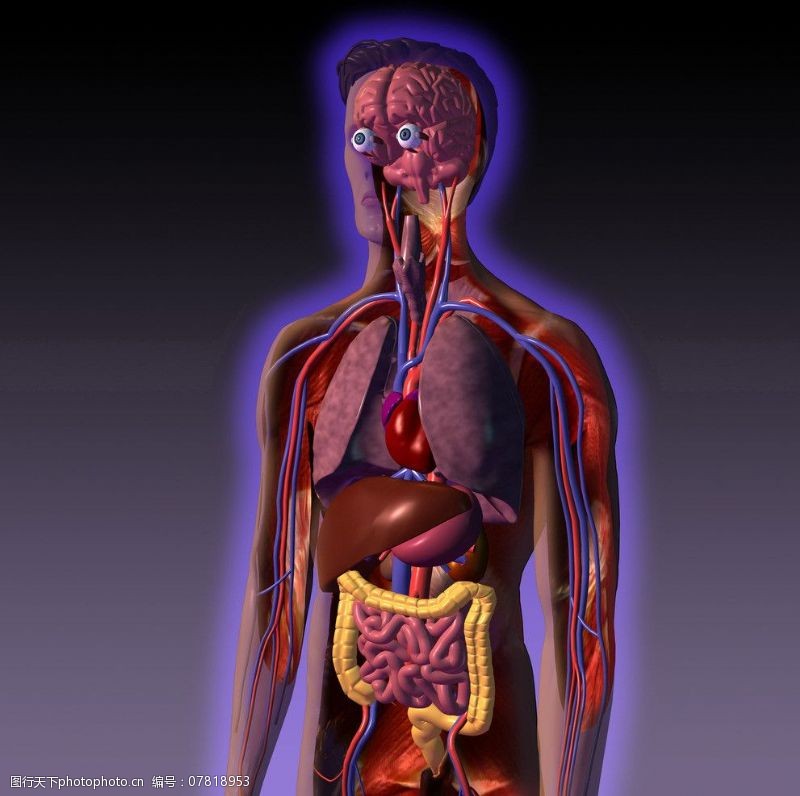 身体器官人体解剖图片