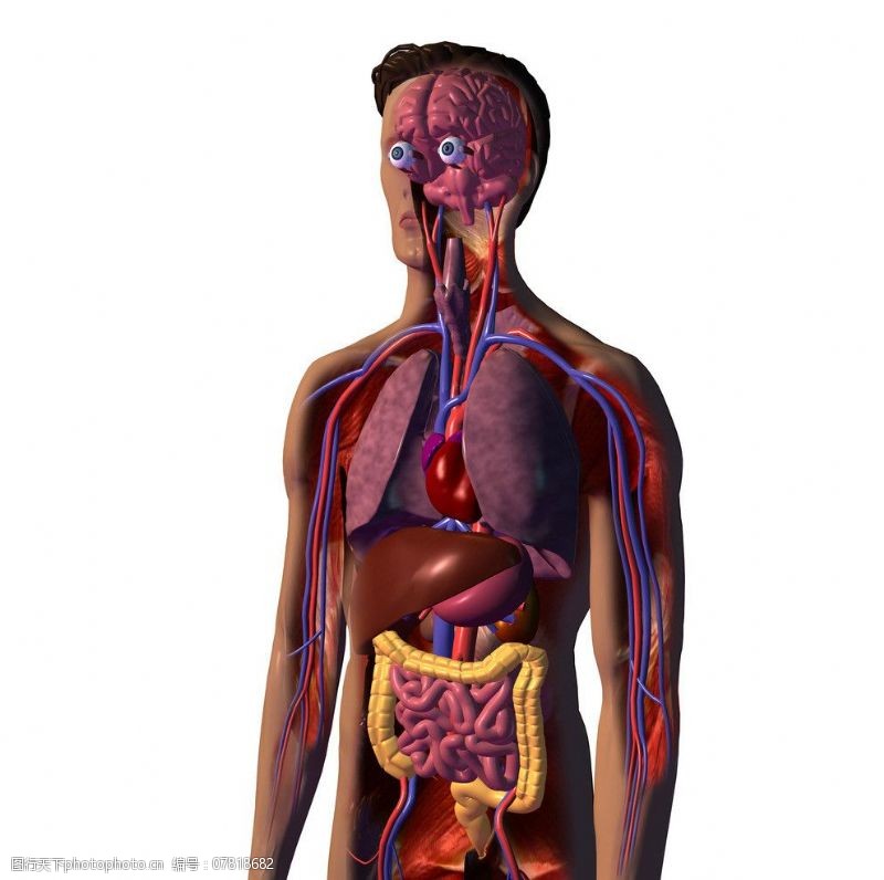 身体器官人体器官图片