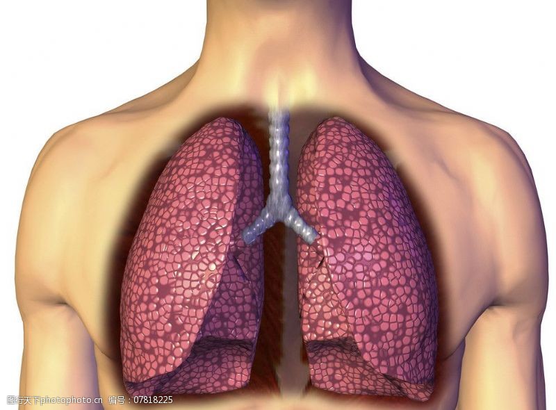 内脏肺肺部图片
