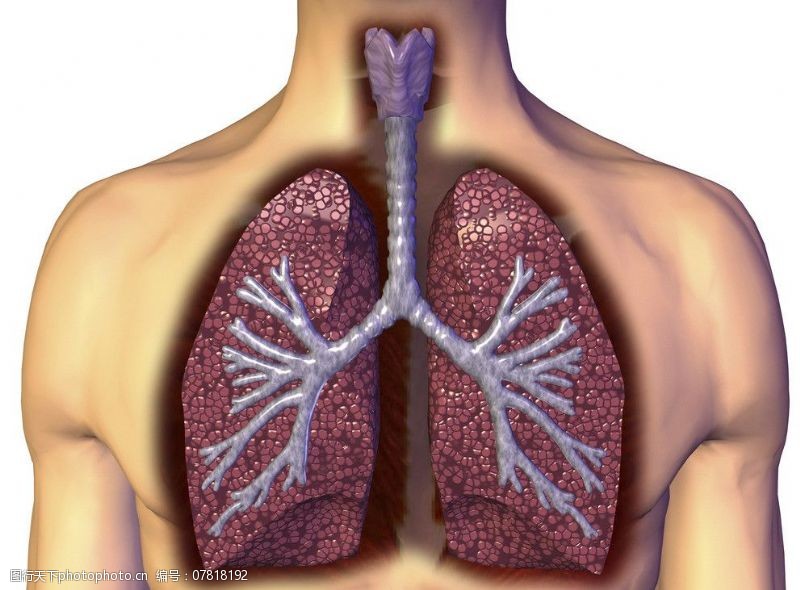 内脏肺肺呼吸图片