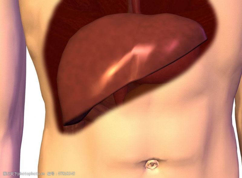 身体器官肝脏图片