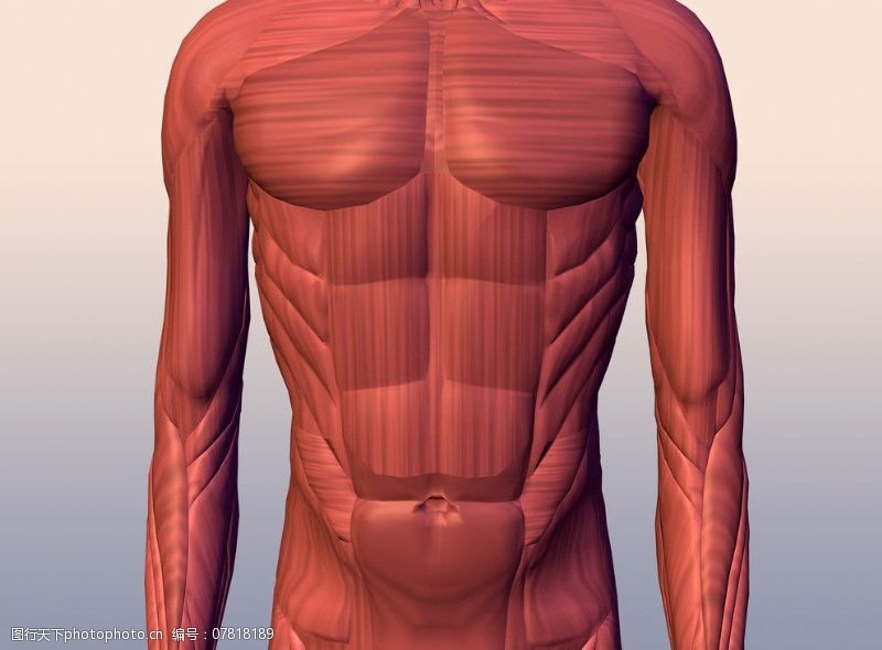 身体器官肌肉图片
