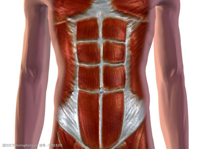 身体器官人体肌肉图片