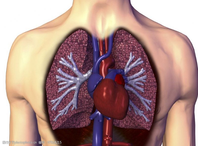 内脏心脏心肺图片