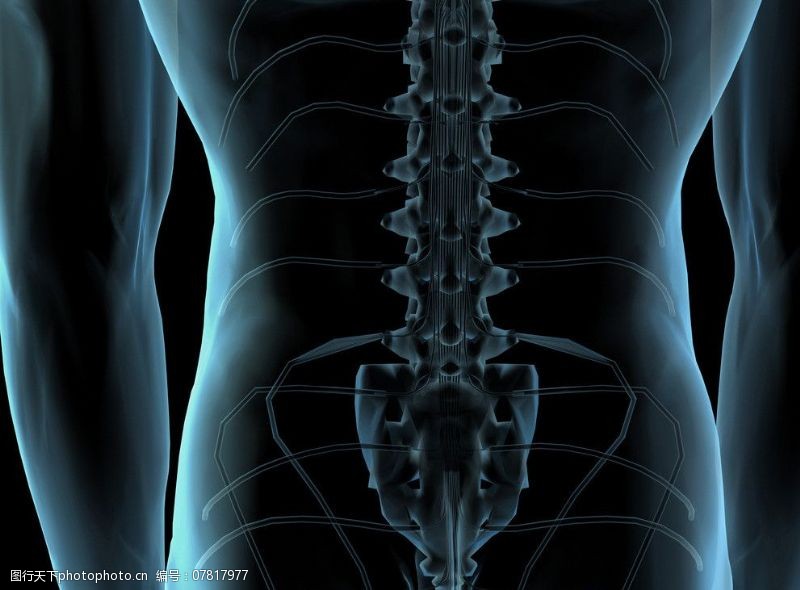 身体器官人体脊椎图片