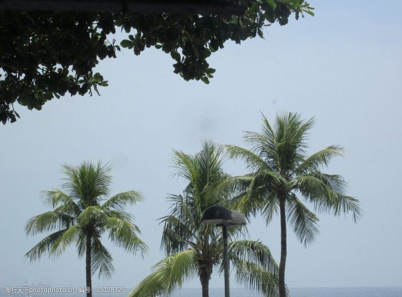 金色沙滩椰子树图片