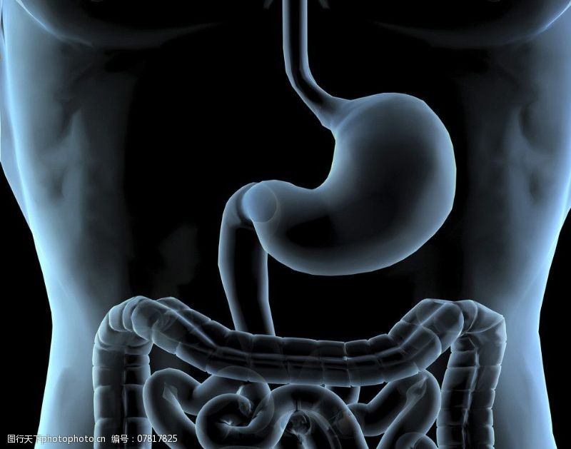 身体器官肠胃透视图片