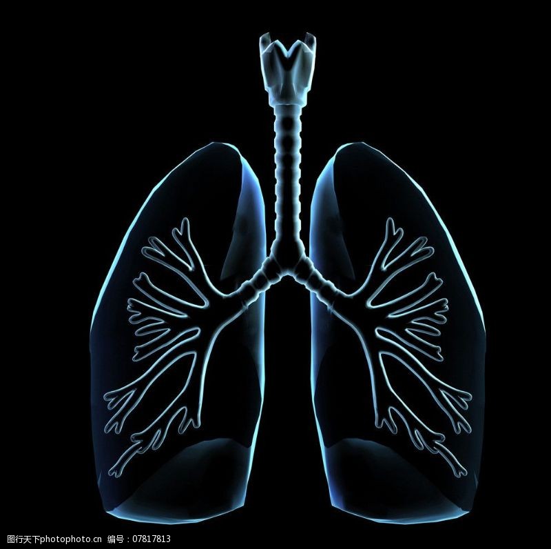 身体器官肺部透视图片