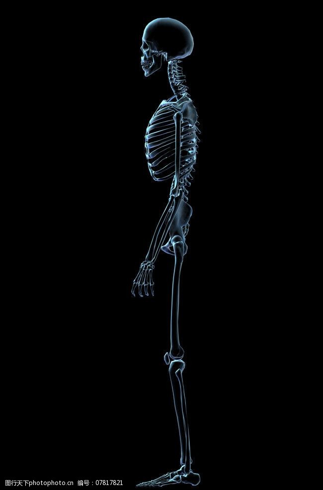 身体器官人体骨骼图片