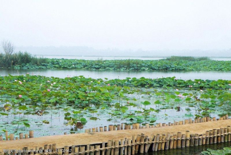 荷花竹叶龙湖湿地公园图片