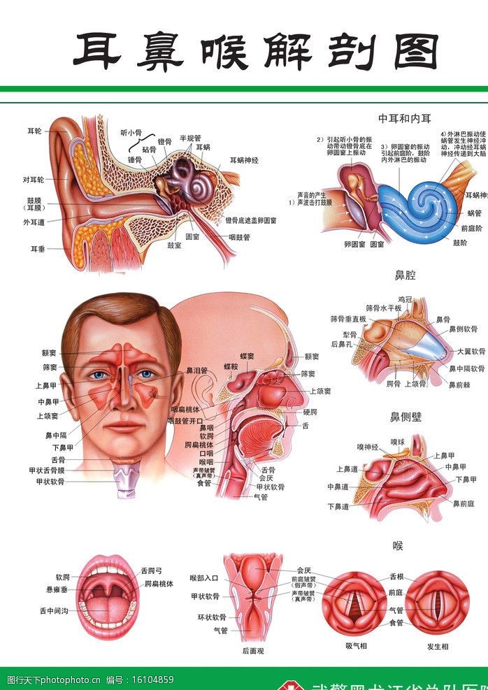耳鼻喉解剖图图片