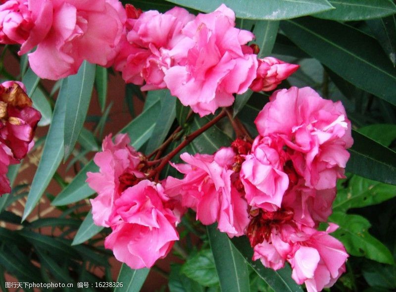 兰爽竹桃图片免费下载 兰爽竹桃素材 兰爽竹桃模板 图行天下素材网