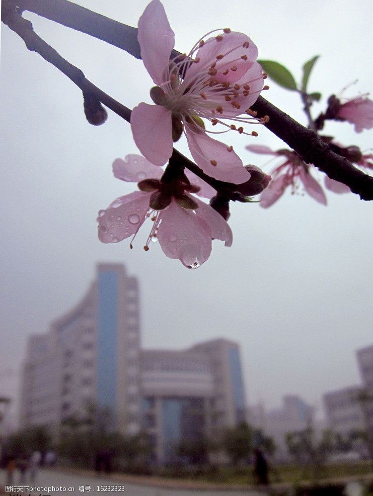二月花图片免费下载 二月花素材 二月花模板 图行天下素材网