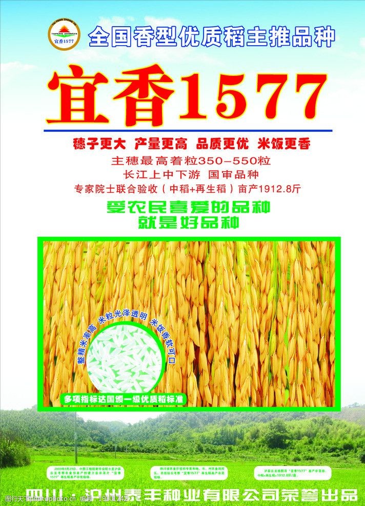 稻米宜香1577宣传单页图片
