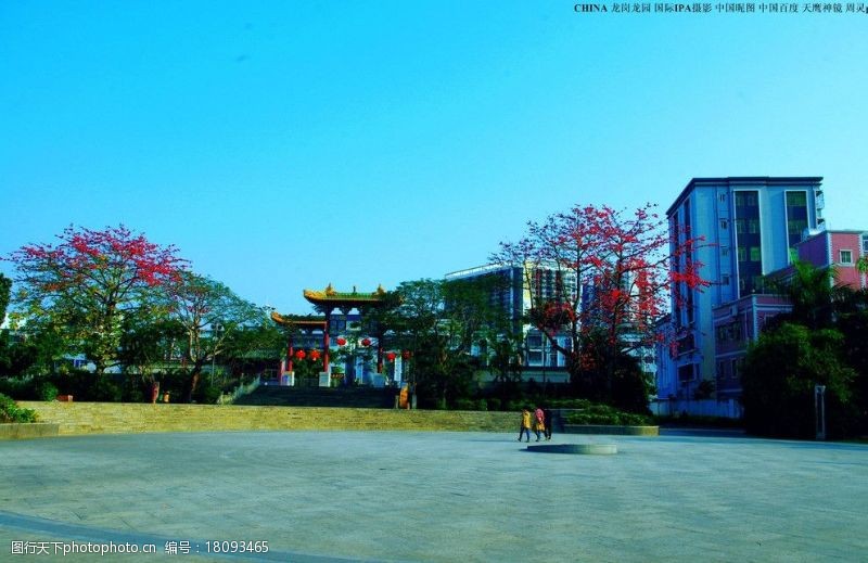 木棉树中国龙园龙文化公园图片