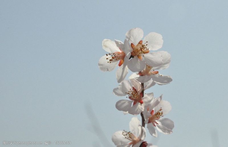 暮春三月桃花图片