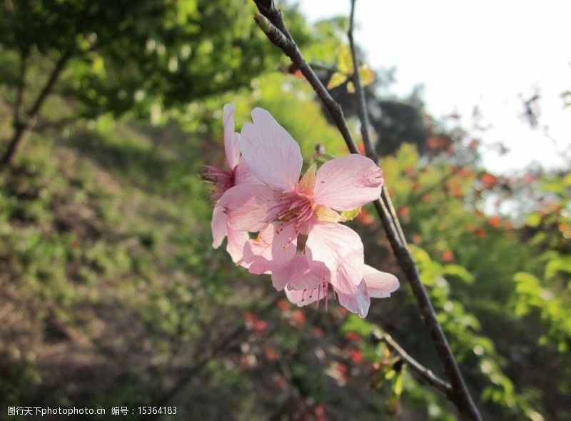 阳光下的粉色樱花阳光下的一枝樱花图片