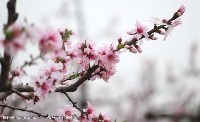春天的背景梅花图片