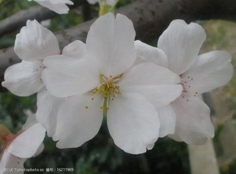 荆桃樱花图片